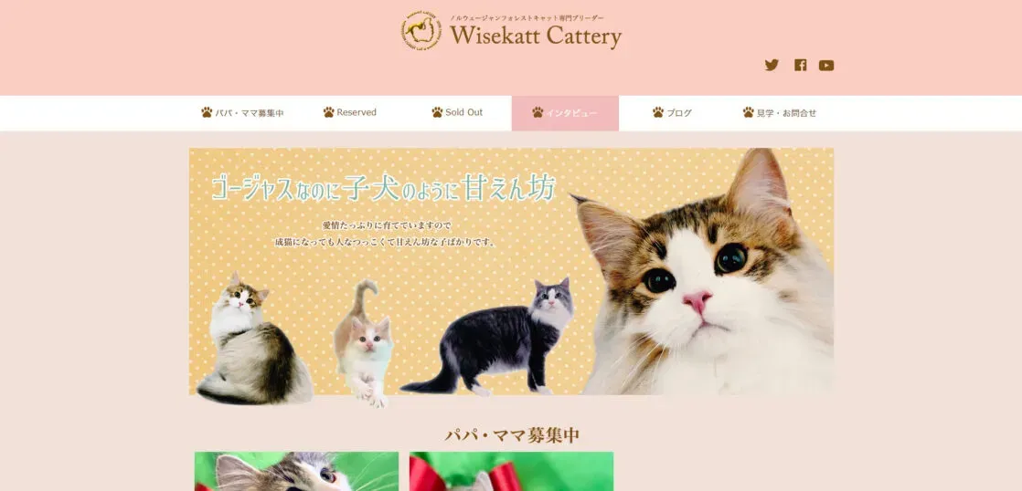 信頼できる猫ブリーダーホームページの見つけ方