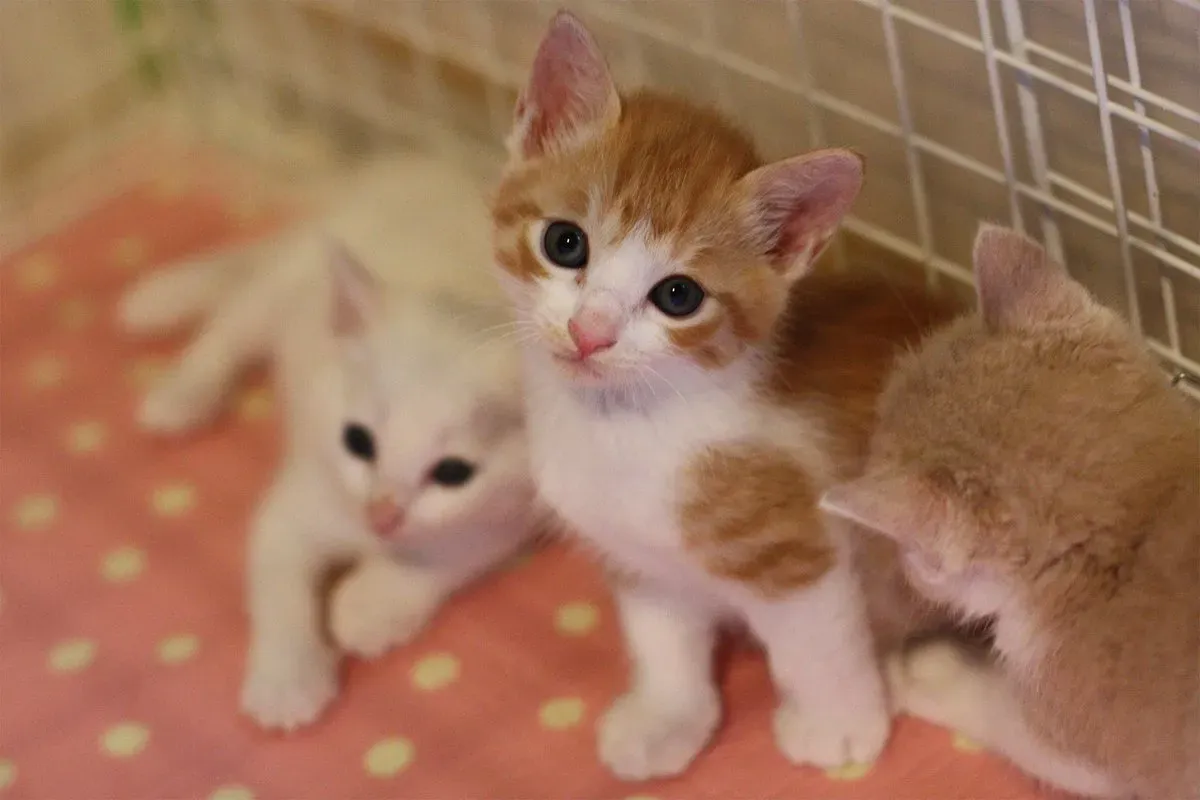 信頼できる町田市 猫 ブリーダーの見分け方、ここが大事