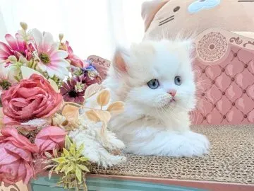 信頼できる盛岡 猫 ブリーダーの見分け方