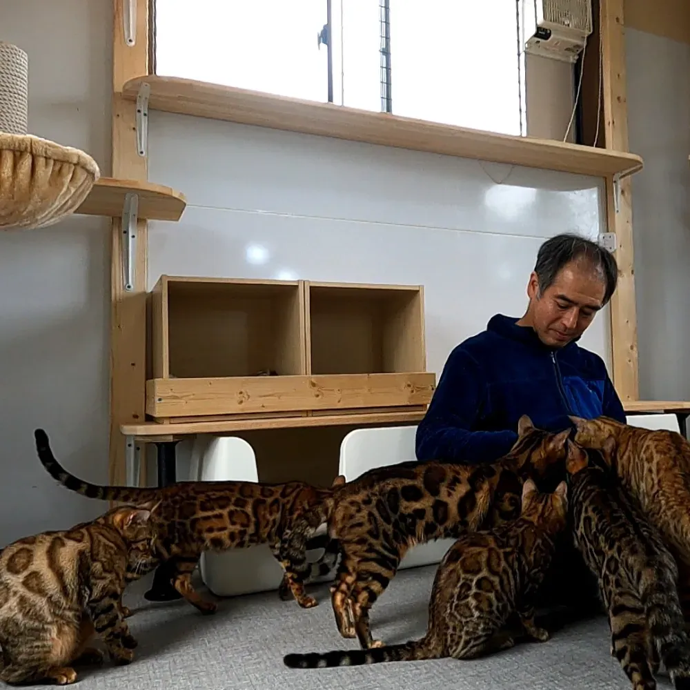 八王子で猫を迎えたい!ブリーダーから探す選択肢