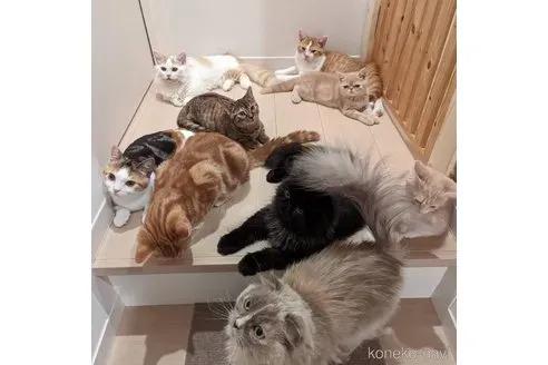函館 猫 ブリーダー「ドリームペット」とは?