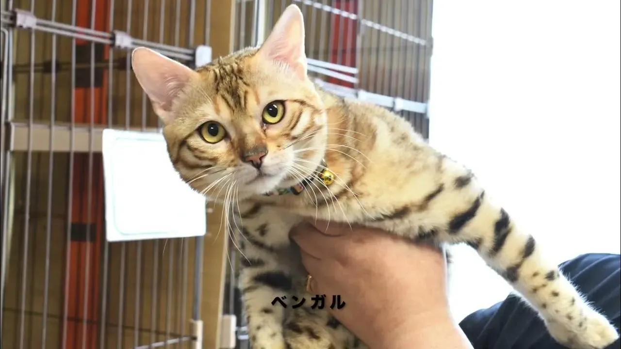 函館で猫を探すならブリーダーという選択肢