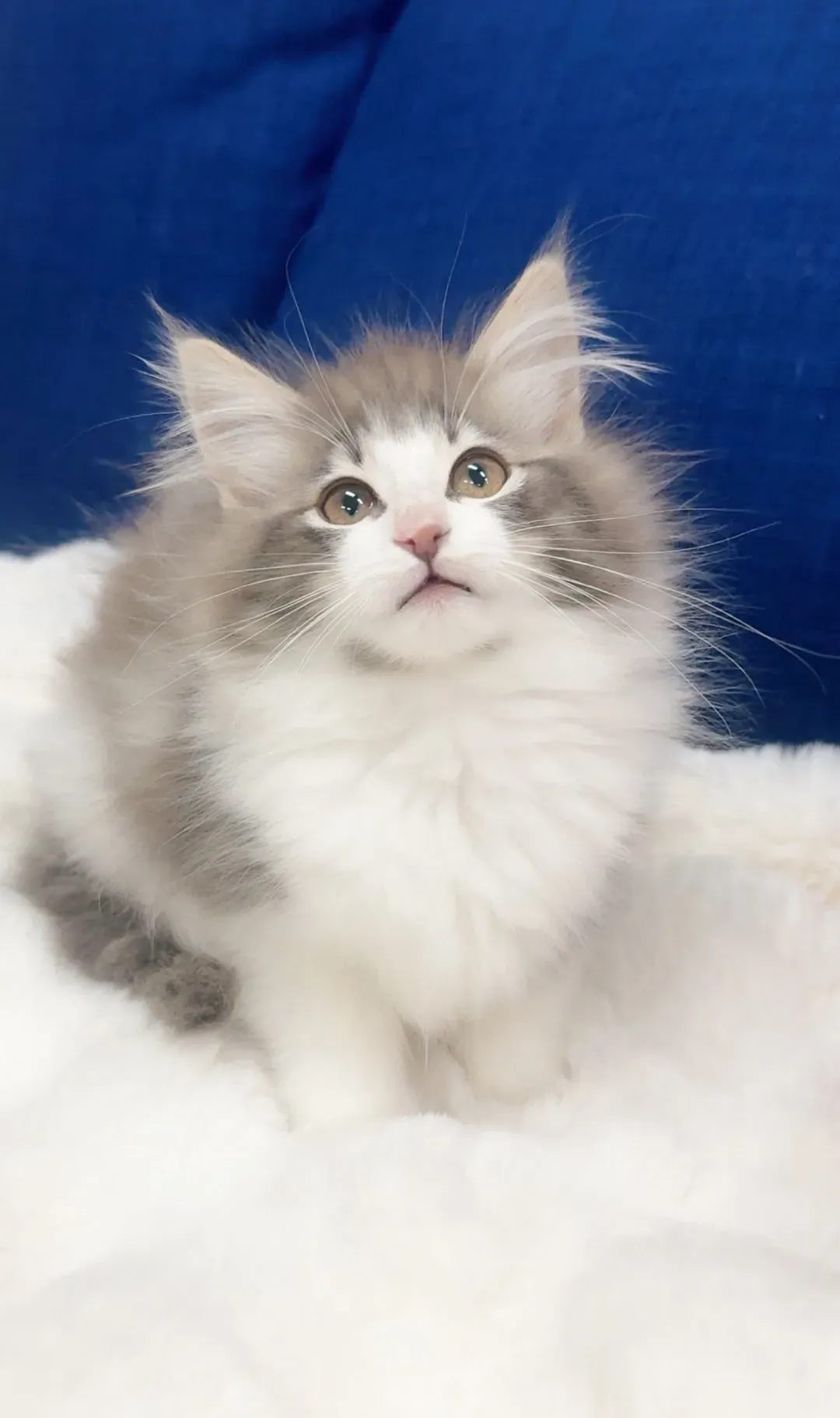 初めてのノルウェージャンフォレストキャット:子猫選びのポイント