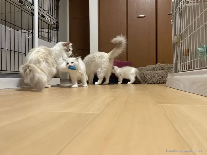 前橋で猫を迎えたいあなたへ：ブリーダーという選択肢