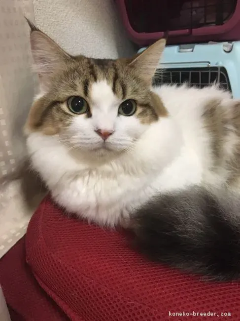 北九州市で信頼できる猫ブリーダーを探すには?