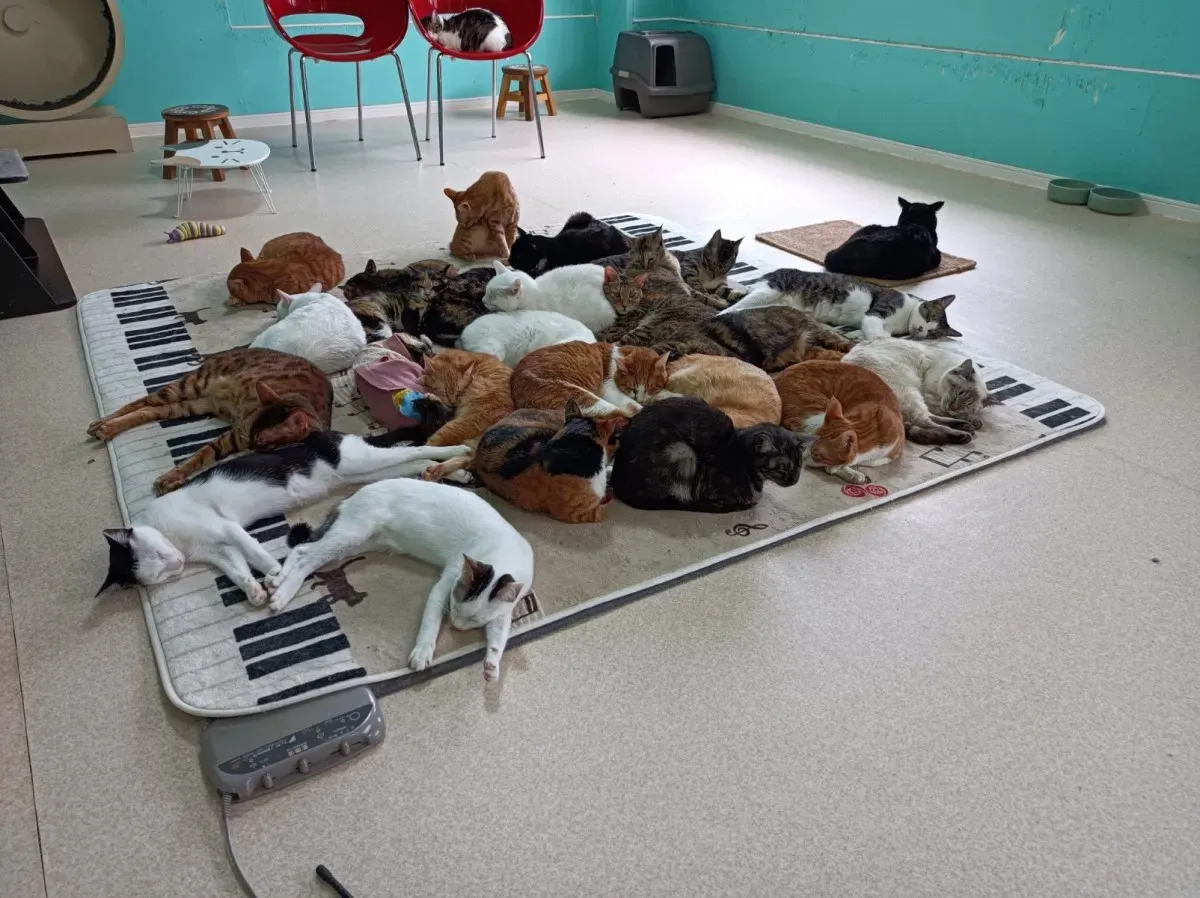 北九州市で猫を家族に迎えたいと思ったら
