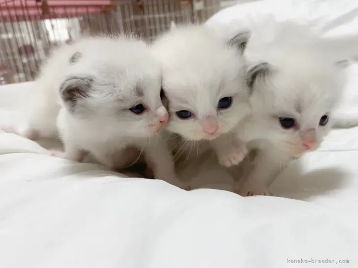 古河市で猫を家族に迎える第一歩