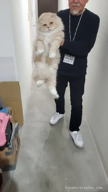 名古屋で猫ブリーダーを探す第一歩