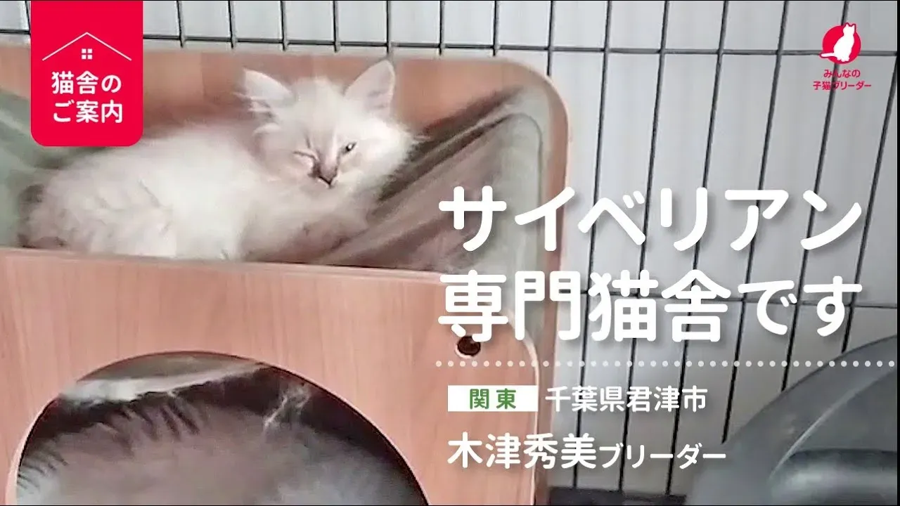 君津で猫を探すなら:ブリーダー選びのポイント