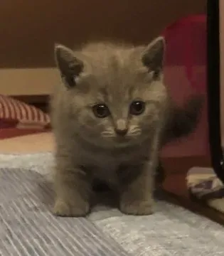 和歌山の猫ブリーダー選びで失敗しないポイント