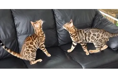 和歌山県田辺市で猫との新生活を始める準備