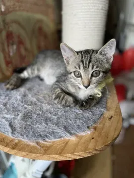 和歌山県田辺市で猫を迎えたいあなたへ：ブリーダーという選択肢