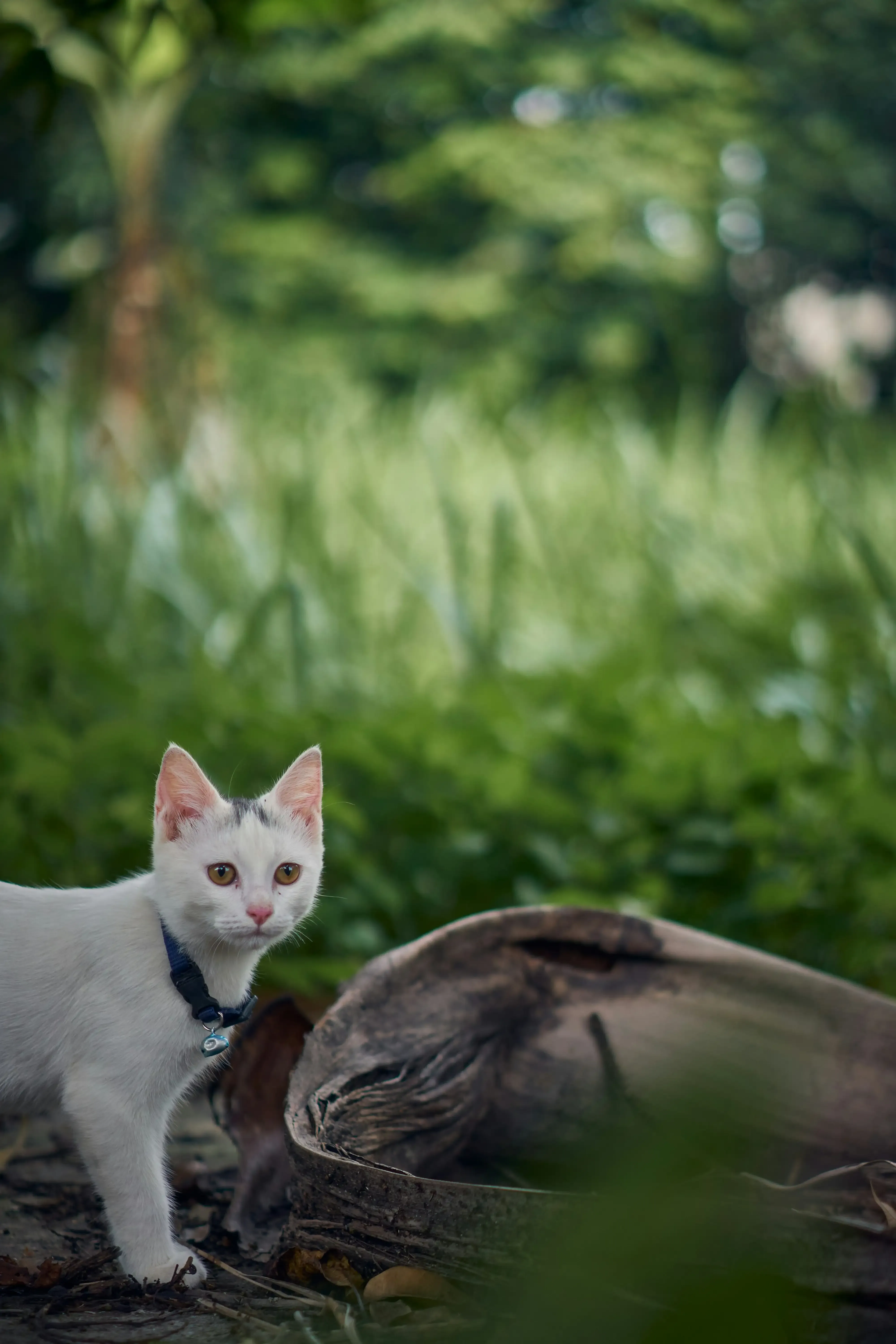 和白で理想の猫、信頼できるブリーダーから迎えるためのステップ