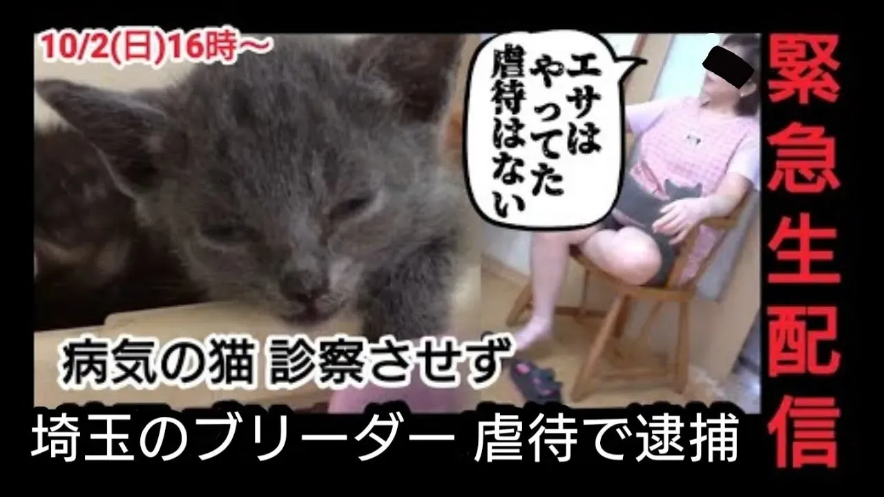 埼玉で猫を迎える:悪質ブリーダー問題とどう向き合うか