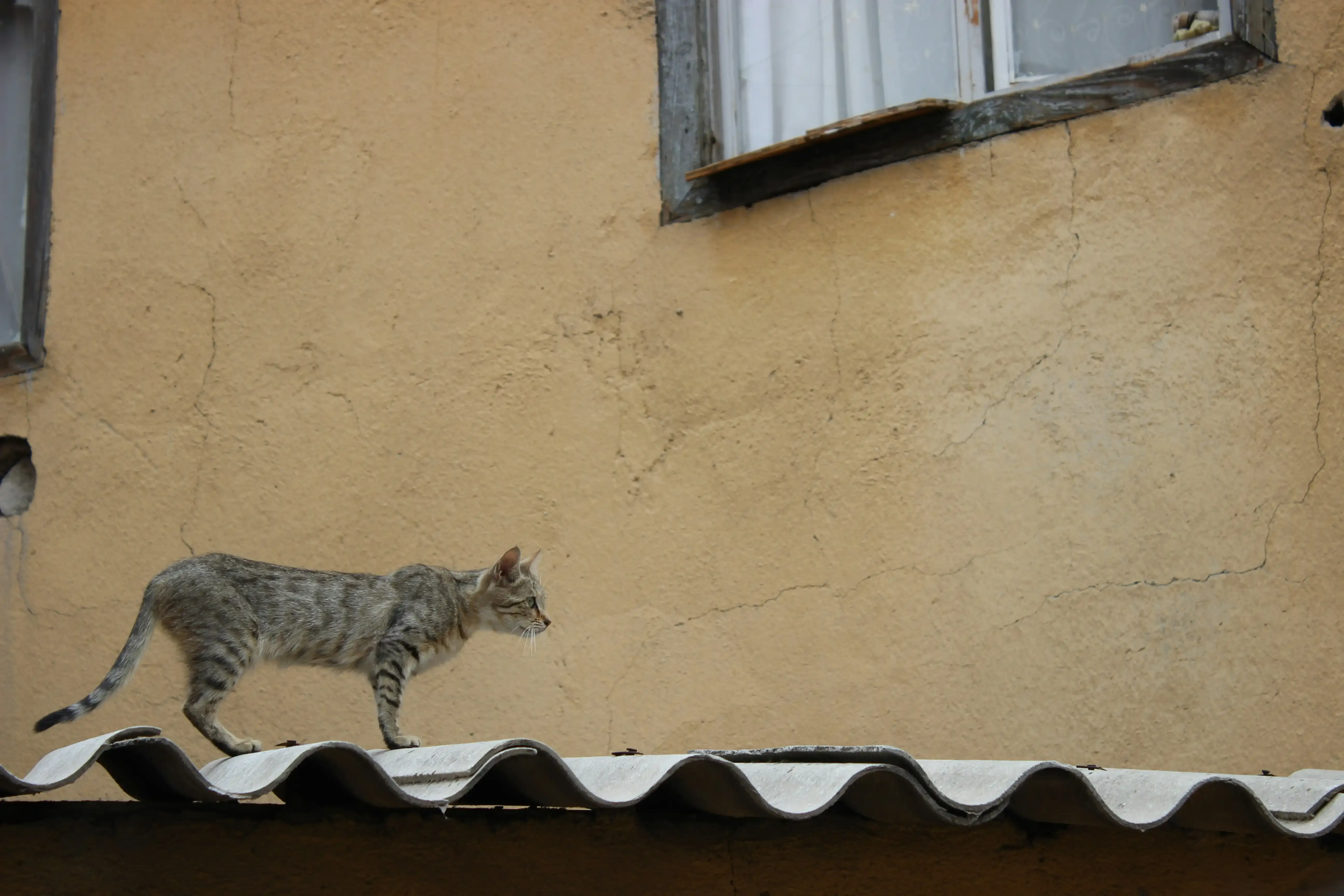 多頭飼育のコストとニュートロ 猫 ブリーダー 用