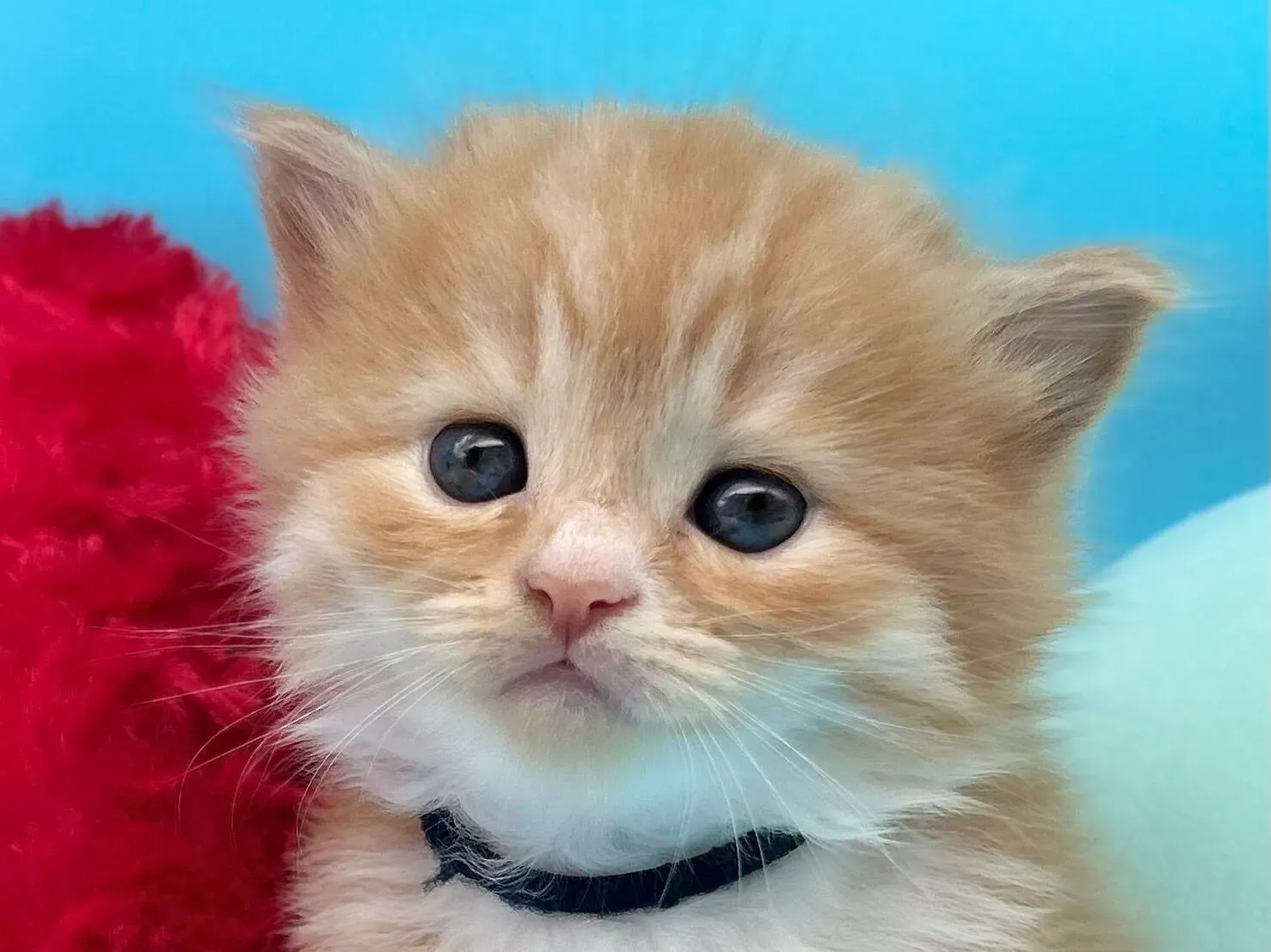 大和 猫 ブリーダーとの付き合い方:迎えた後も安心