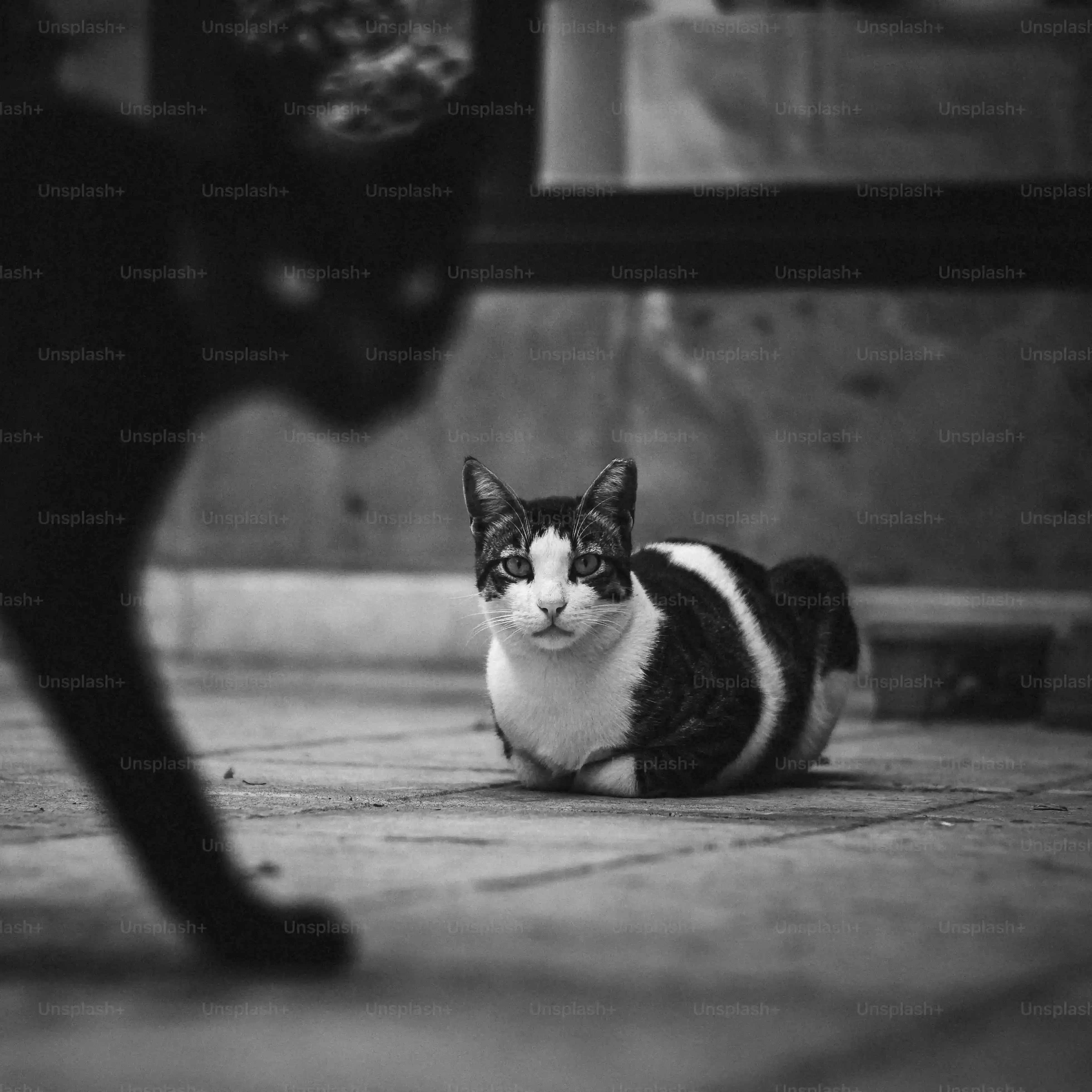 大和市 猫 ブリーダーだけじゃない:里親という道も考えよう