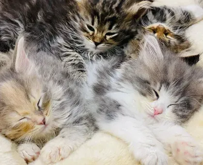 大和市で猫を迎えたいあなたへ:ブリーダーという選択肢