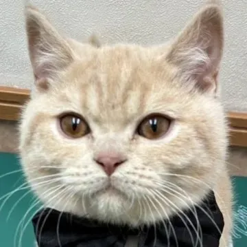 大阪でスコティッシュフォールドの子猫を探すなら?