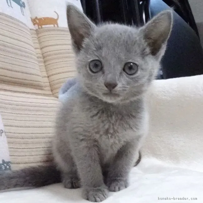 大阪でロシアンブルーの子猫を探す第一歩:情報収集のコツ