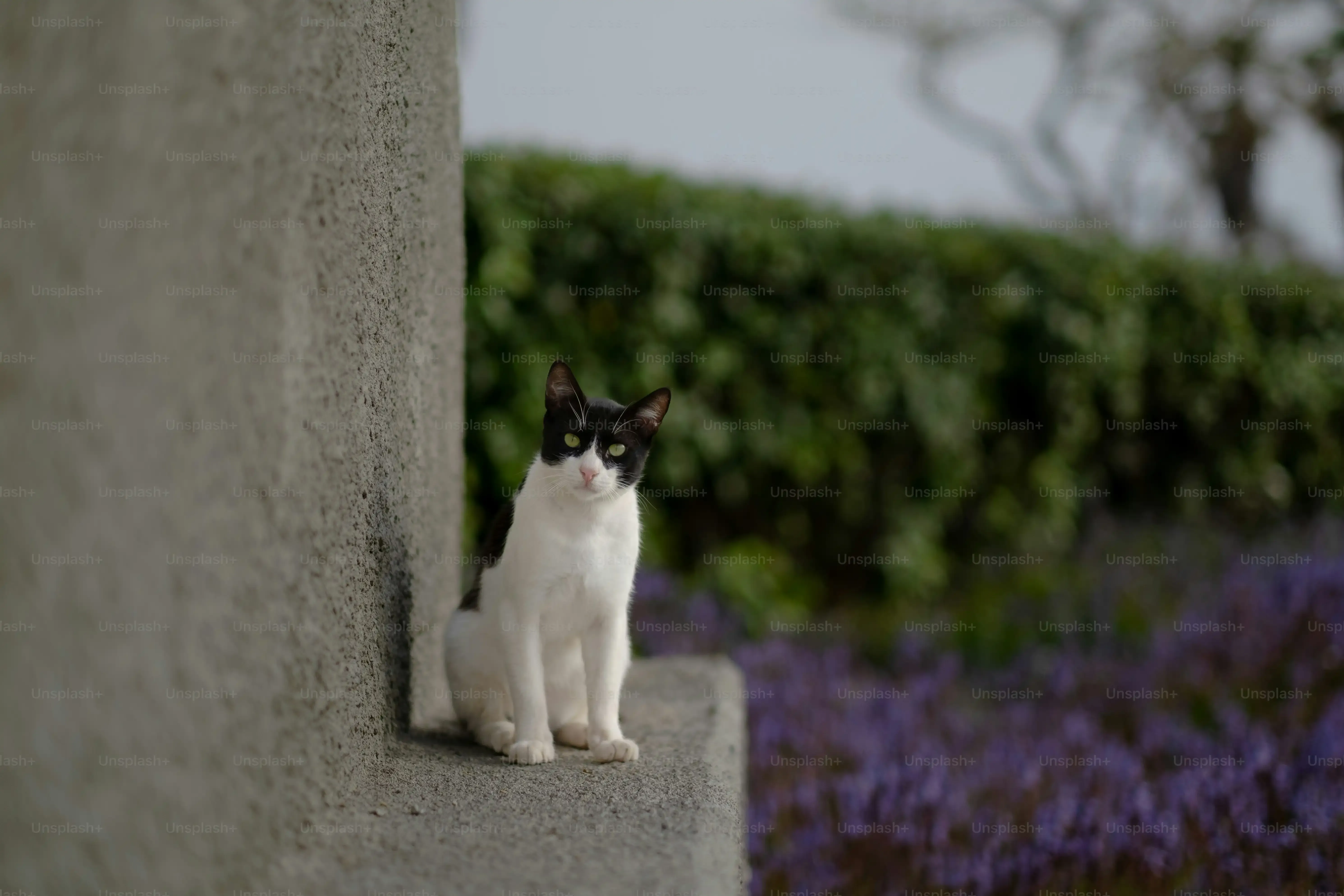 大阪で評判の良い猫ブリーダーを見つけるには?