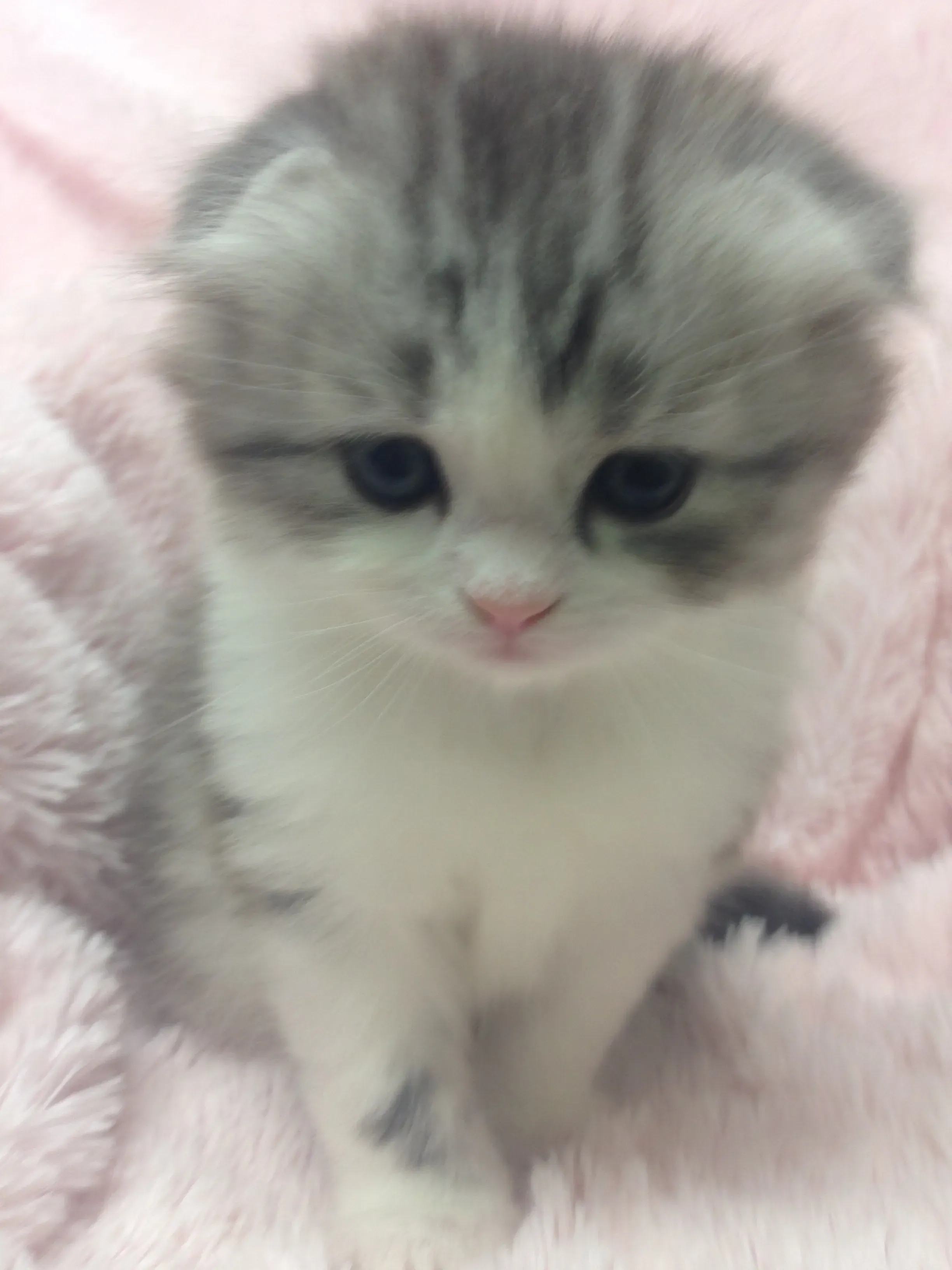 失敗しない 猫 ブリーダー 神奈川 スコティッシュの選び方