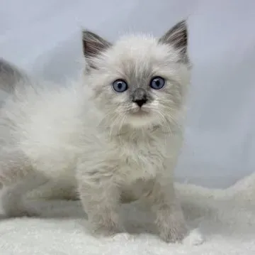 失敗しないミックス 猫 ブリーダーの選び方