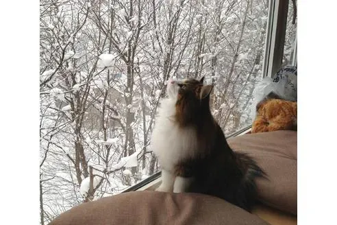 失敗しない北海道 猫 ブリーダーの選び方。見るべきポイントとは?