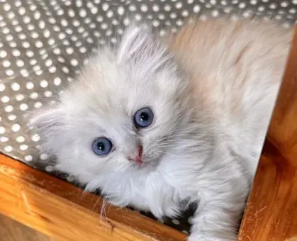 失敗しない!インターネットでの優良 ブリーダー 猫 探し方