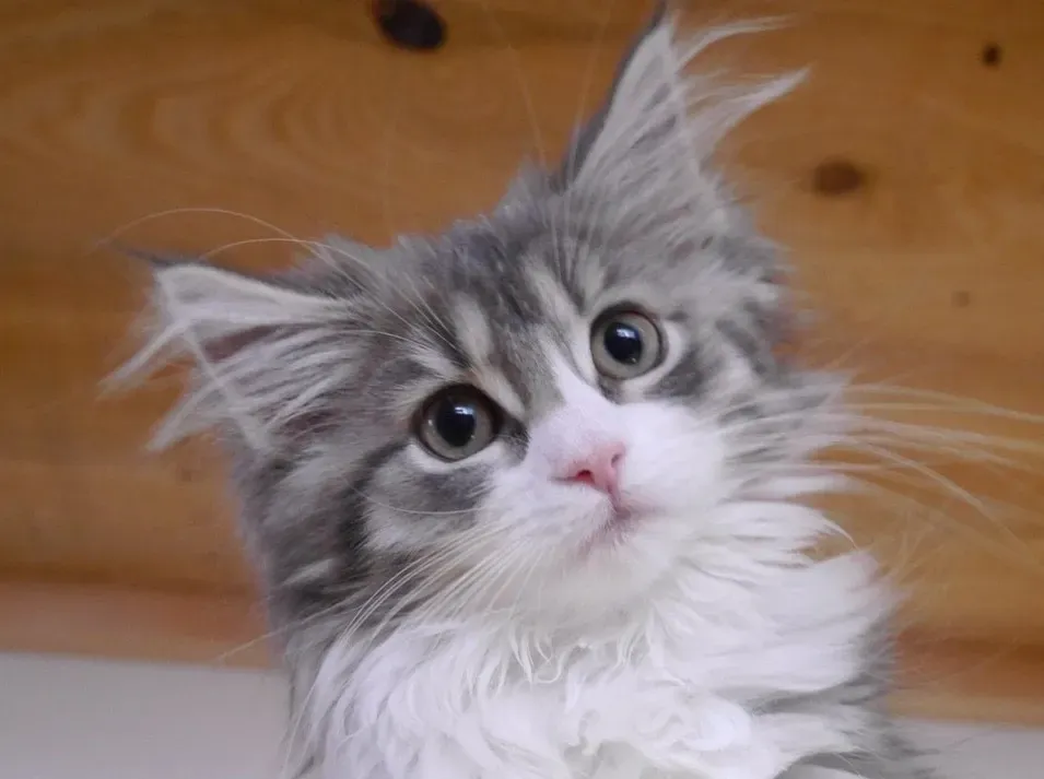 失敗しない!信頼できる猫 ブリーダー ノルウェー ジャンの見つけ方