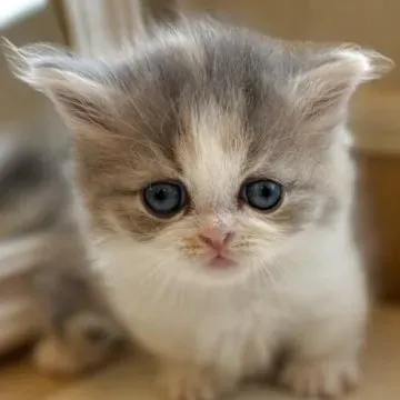失敗しない!北陸 猫 ブリーダーの選び方と注意点