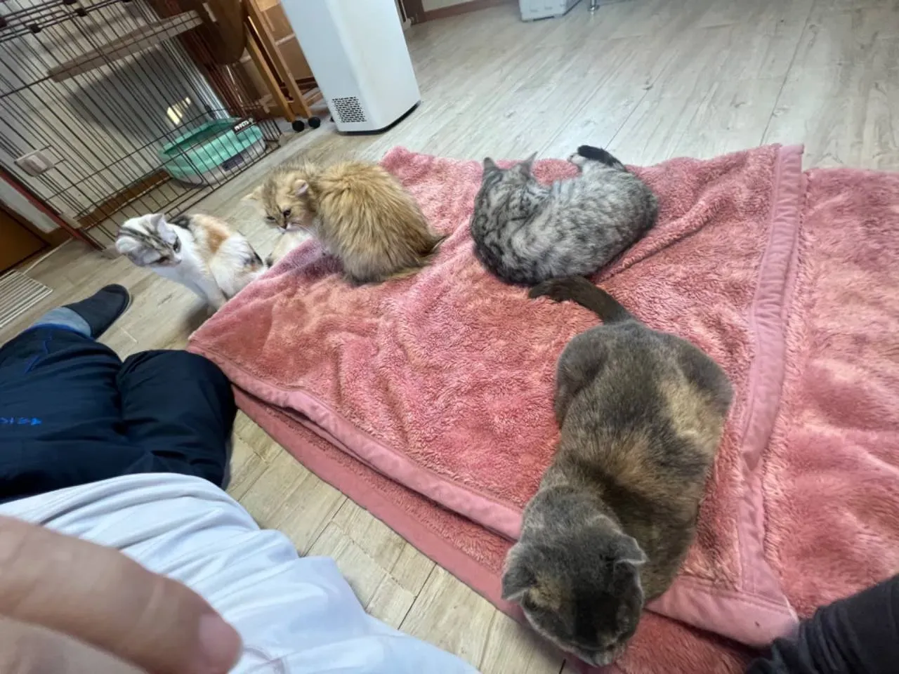 失敗しない!古河市 猫 ブリーダーの見分け方