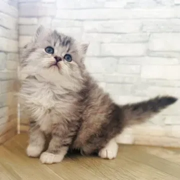 失敗しない！猫 ブリーダー ラガマフィン選びの最終チェック