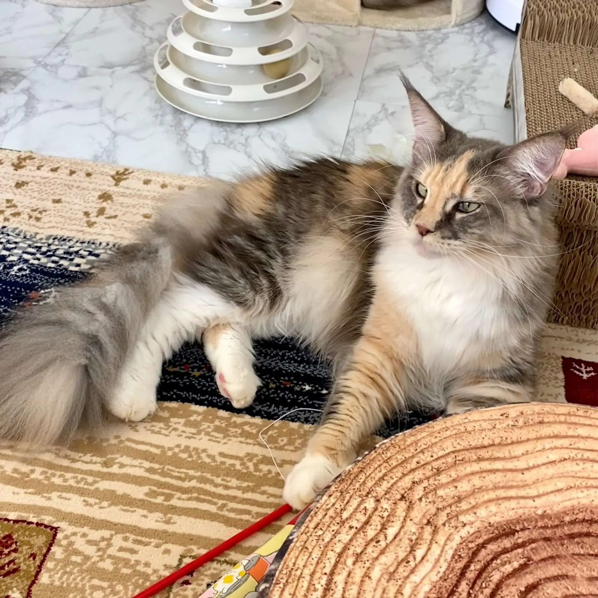 失敗しない!猫 ブリーダー 里親募集サイトの選び方と流れ