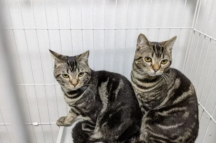 失敗しない!猫ブリーダー三重で見学時に確認すべきこと