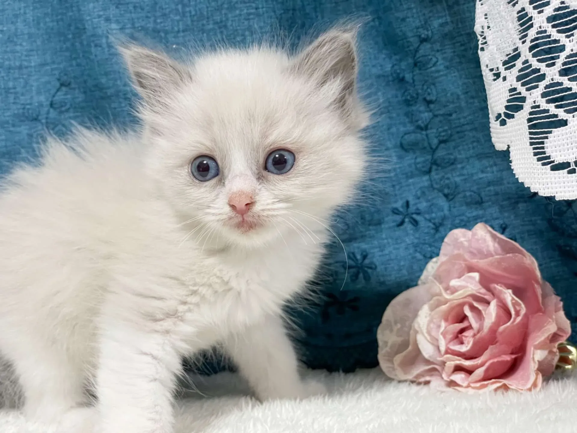 失敗しない！茨城県の猫ブリーダー（ラグドール）選びのポイント