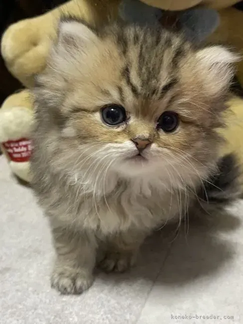 姫路で猫との暮らしを始めるあなたへ:ブリーダーとの関係