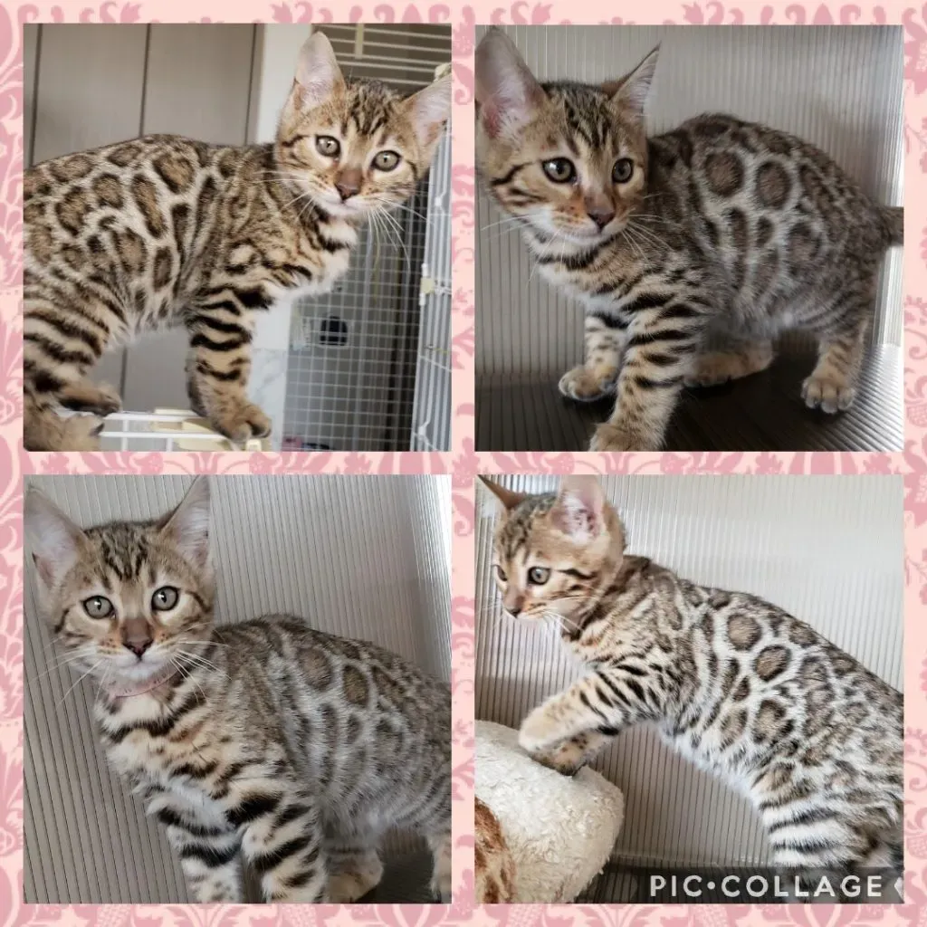 姫路で猫を迎えるならブリーダーを選ぶ理由