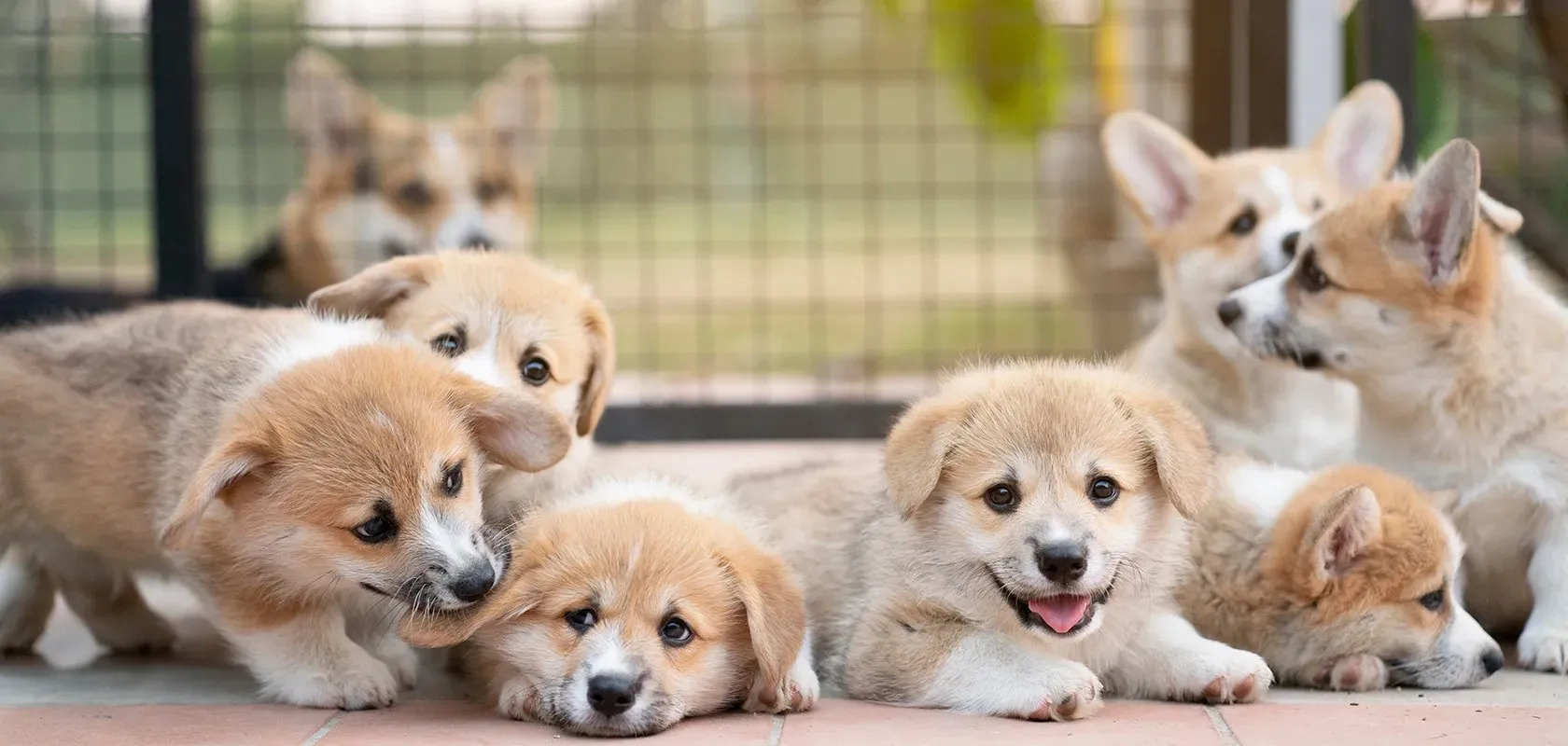 子犬を迎えるための準備と心構え