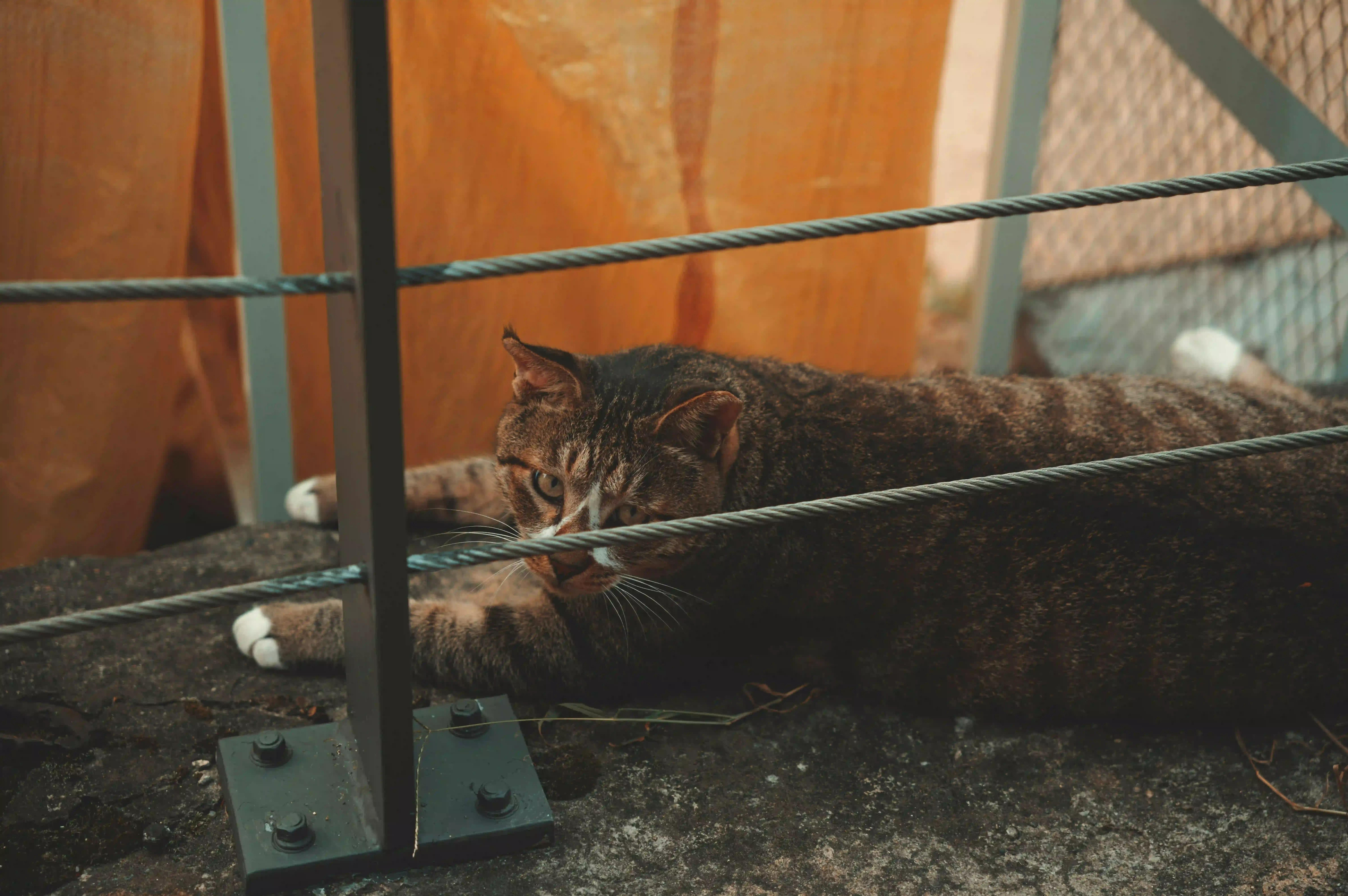 子猫からシニアまで：成長段階別 ロイヤル カナン 猫 ブリーダー 用フードガイド
