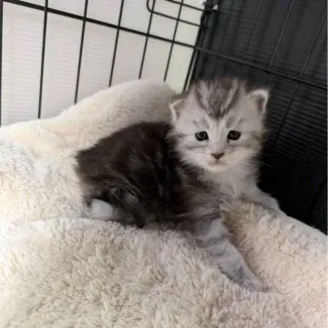 子猫を家族に迎える準備と注意点