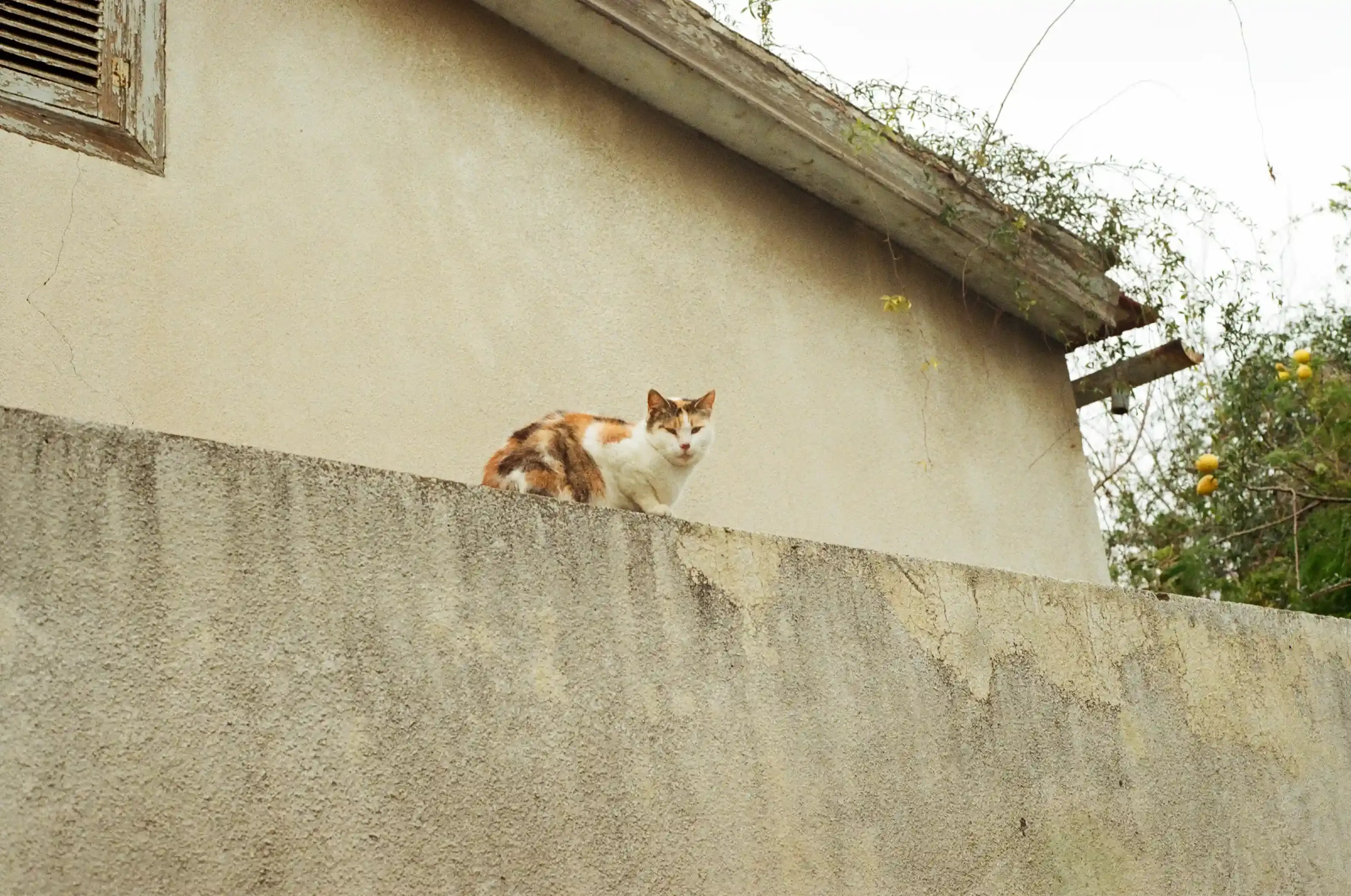 実際に「猫 ブリーダー マンチカン」から子猫を迎える流れ