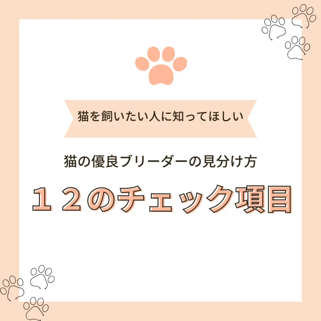 実際に会ってみよう!猫 ブリーダー 信頼性を感じる瞬間