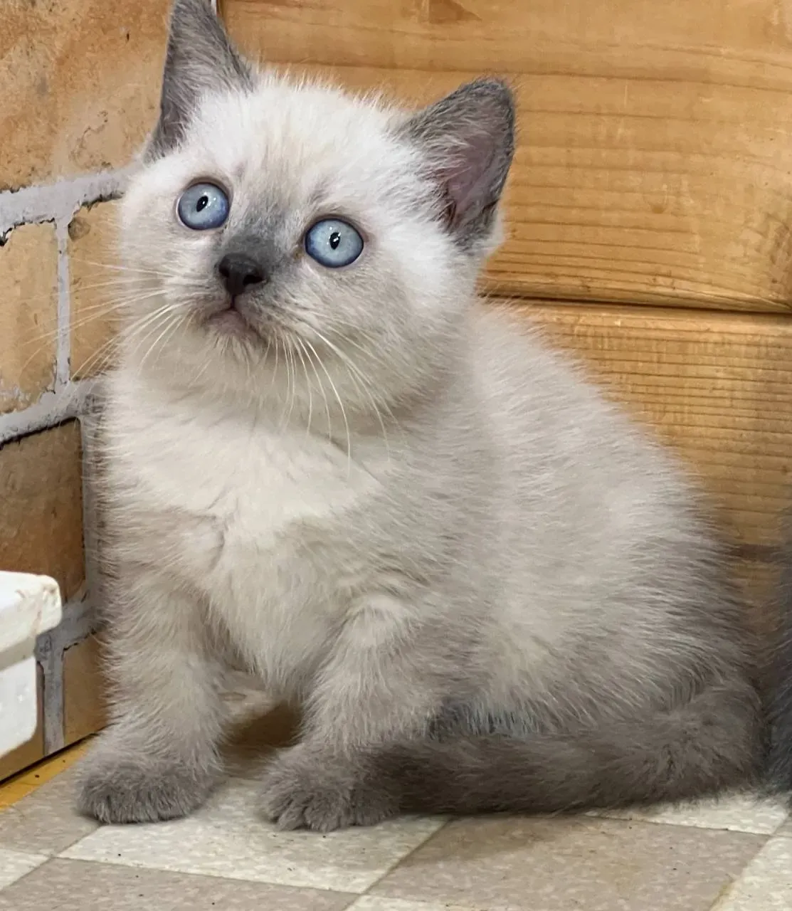 実際に福井の猫ブリーダーを訪問する前に