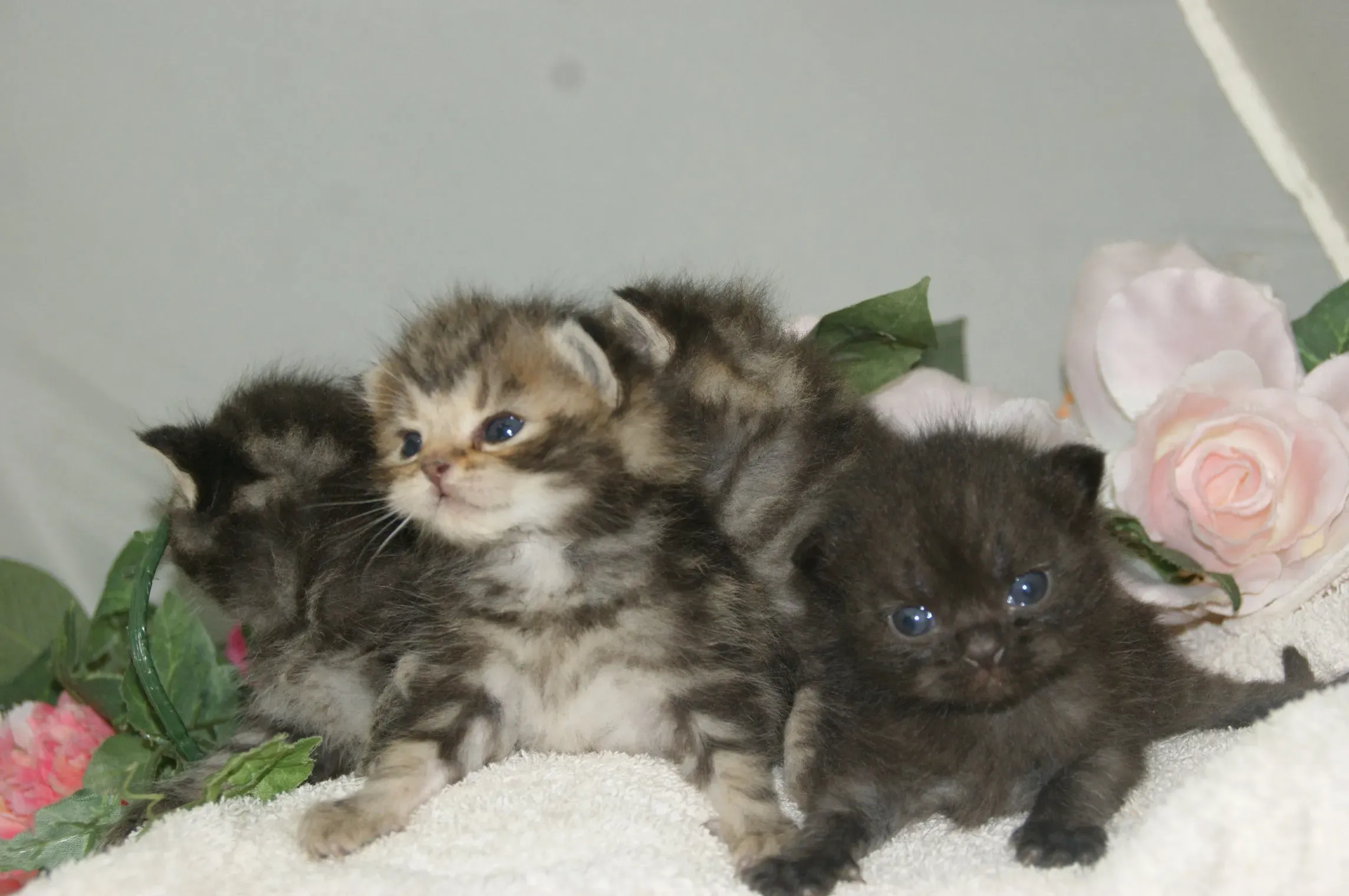 宮城で子猫を探す:信頼できる猫ブリーダーの見つけ方