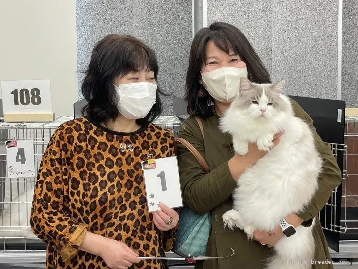 富士市の保護猫・里親募集という選択肢