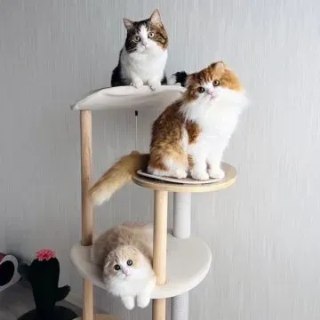 岡山 猫 ブリーダーから迎えるメリット・デメリット