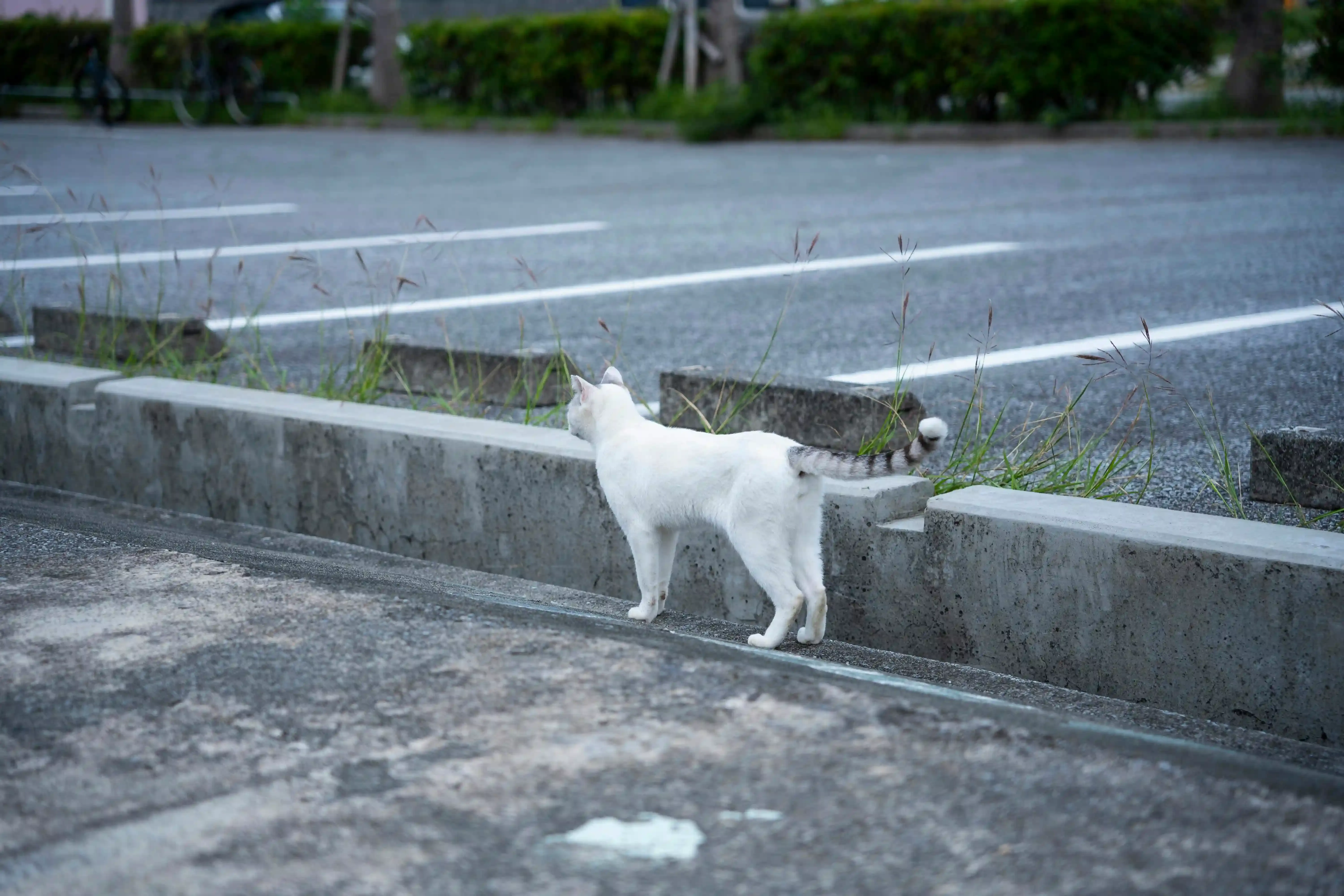 岡山 猫 ブリーダーに関するよくある質問