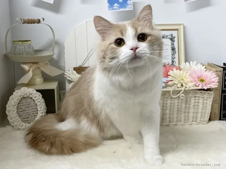 岡山で猫を迎えるブリーダーという選択肢