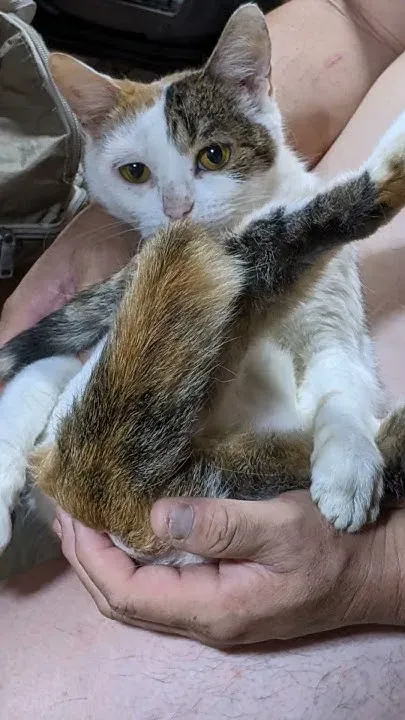 嵐さんの健康で可愛い猫たち